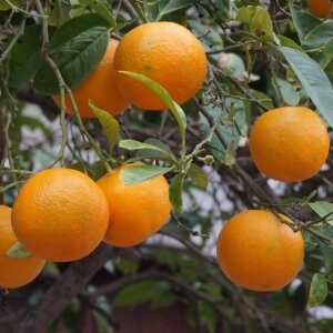 Sensational Casa Señorial in the Heart of Sóller