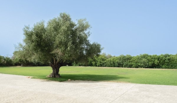 exeptional-finca-with-swimming-pool-and-complete-privacy-for-sale-llucmajor.13_l